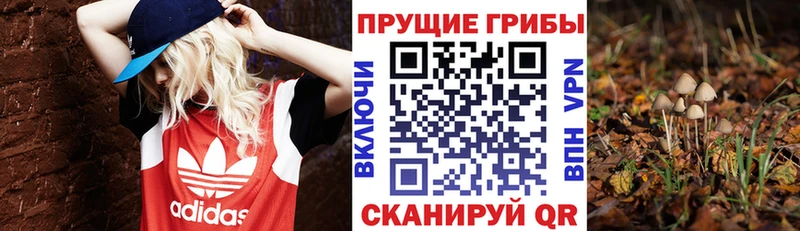 Галлюциногенные грибы Psilocybe  Кукмор 